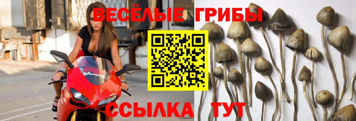 Псилоцибиновые грибы MAGIC MUSHROOMS Ртищево